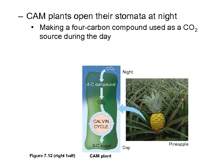 – CAM plants open their stomata at night • Making a four-carbon compound used