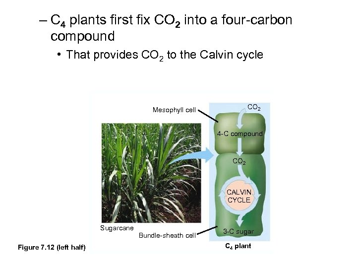 – C 4 plants first fix CO 2 into a four-carbon compound • That