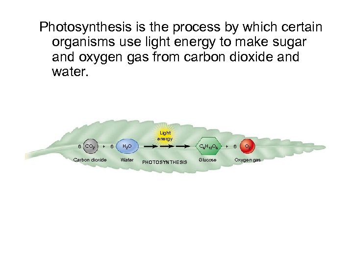 Photosynthesis is the process by which certain organisms use light energy to make sugar