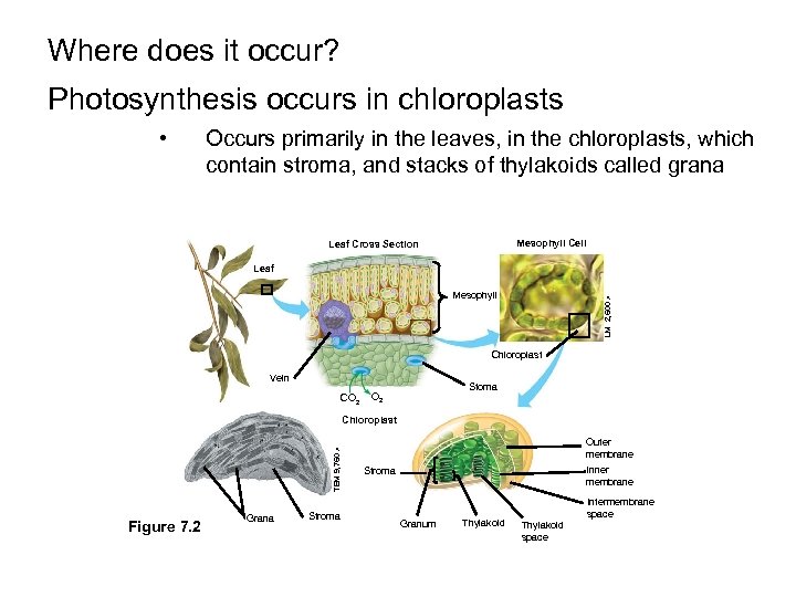 Where does it occur? Photosynthesis occurs in chloroplasts • Occurs primarily in the leaves,