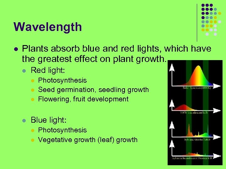 Wavelength l Plants absorb blue and red lights, which have the greatest effect on