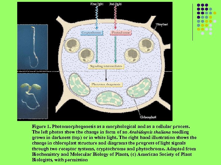 Figure 1. Photomorphogenesis as a morphological and as a cellular process. The left photos