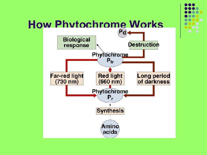 How Phytochrome Works 