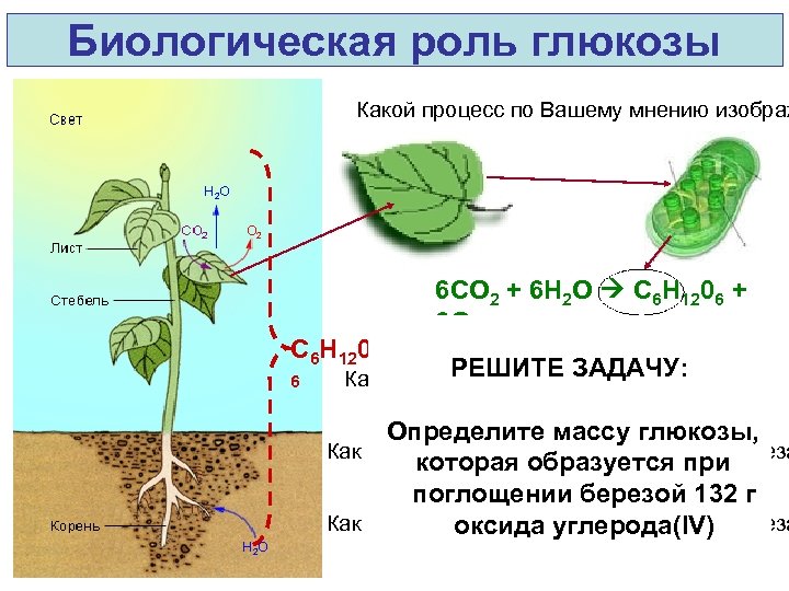 Биологическая роль глюкозы Какой процесс по Вашему мнению изображ C 6 H 120 6