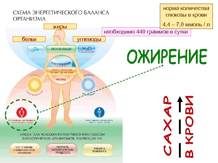 норма количества глюкозы в крови 4, 4 – 7, 0 ммоль / л необходимо