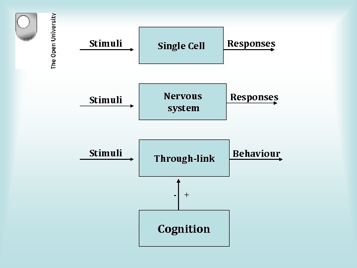 Stimuli Single Cell Responses Stimuli Nervous system Responses Stimuli Through-link - + Cognition Behaviour