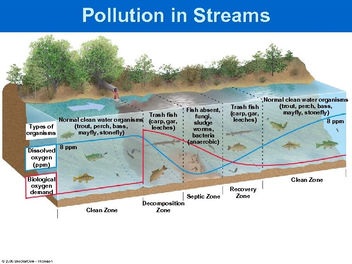 Pollution in Streams Trash fish Normal clean water organisms (carp, gar, (trout, perch, bass,