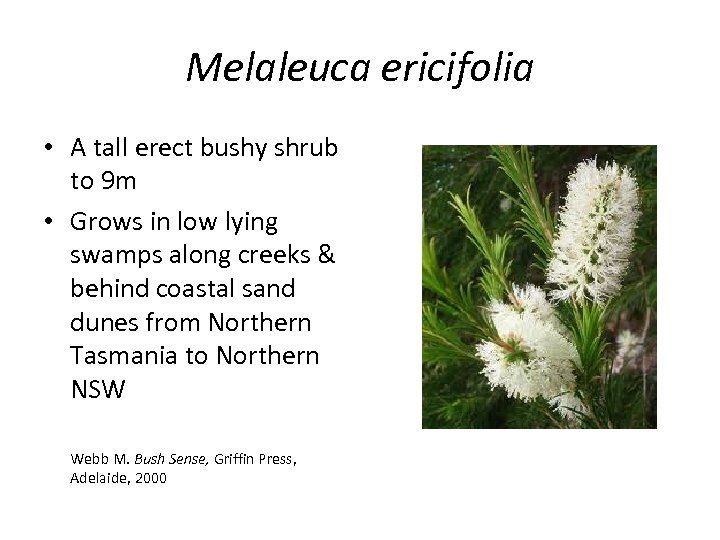 Melaleuca ericifolia • A tall erect bushy shrub to 9 m • Grows in