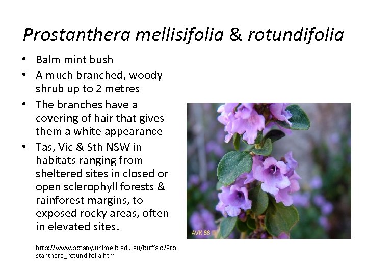 Prostanthera mellisifolia & rotundifolia • Balm mint bush • A much branched, woody shrub