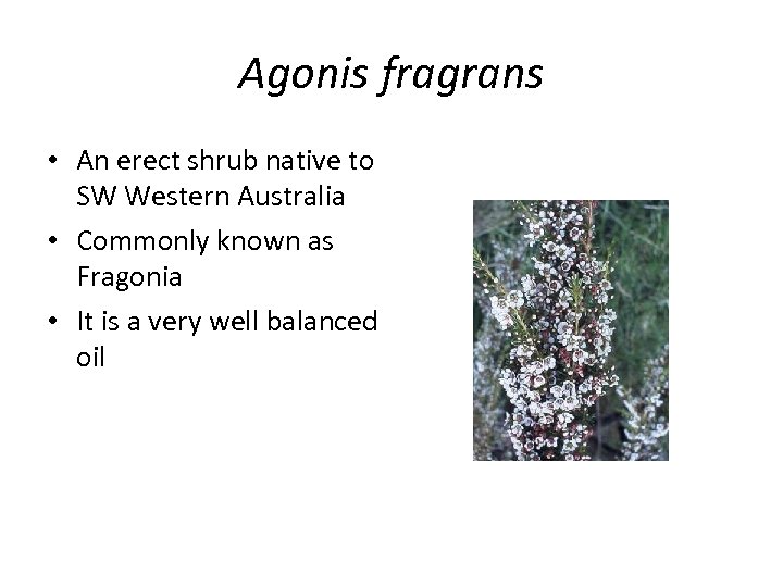 Agonis fragrans • An erect shrub native to SW Western Australia • Commonly known