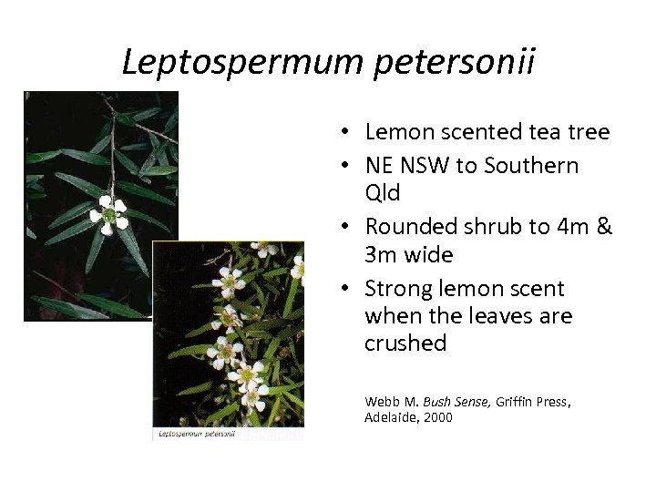Leptospermum petersonii • Lemon scented tea tree • NE NSW to Southern Qld •