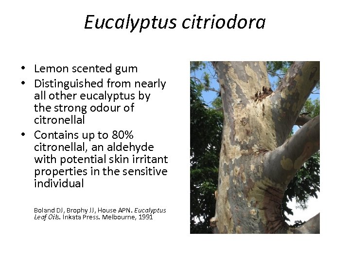 Eucalyptus citriodora • Lemon scented gum • Distinguished from nearly all other eucalyptus by