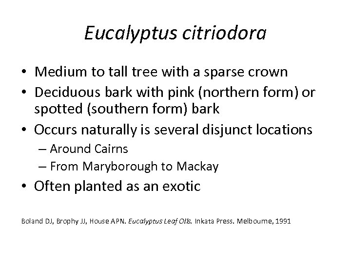 Eucalyptus citriodora • Medium to tall tree with a sparse crown • Deciduous bark