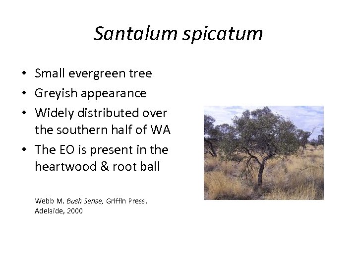 Santalum spicatum • Small evergreen tree • Greyish appearance • Widely distributed over the