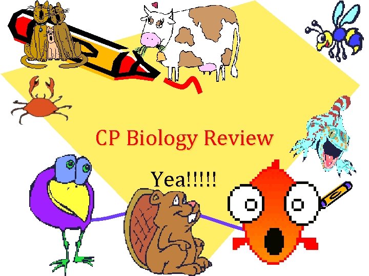 CP Biology Review Yea!!!!! 