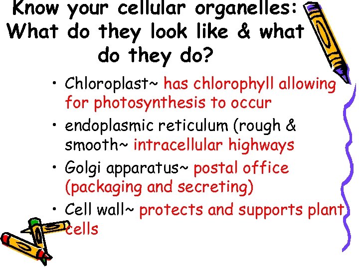 Know your cellular organelles: What do they look like & what do they do?