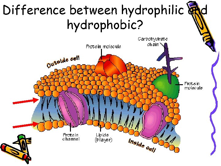 Difference between hydrophilic and hydrophobic? 