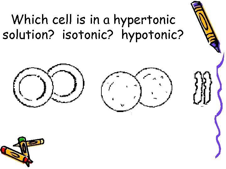 Which cell is in a hypertonic solution? isotonic? hypotonic? 