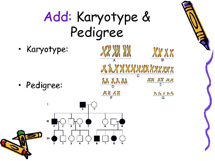 Add: Karyotype & Pedigree • Karyotype: • Pedigree: 
