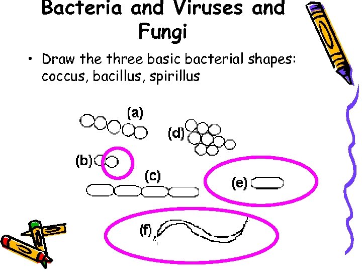 Bacteria and Viruses and Fungi • Draw the three basic bacterial shapes: coccus, bacillus,