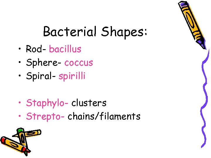 Bacterial Shapes: • Rod- bacillus • Sphere- coccus • Spiral- spirilli • Staphylo- clusters