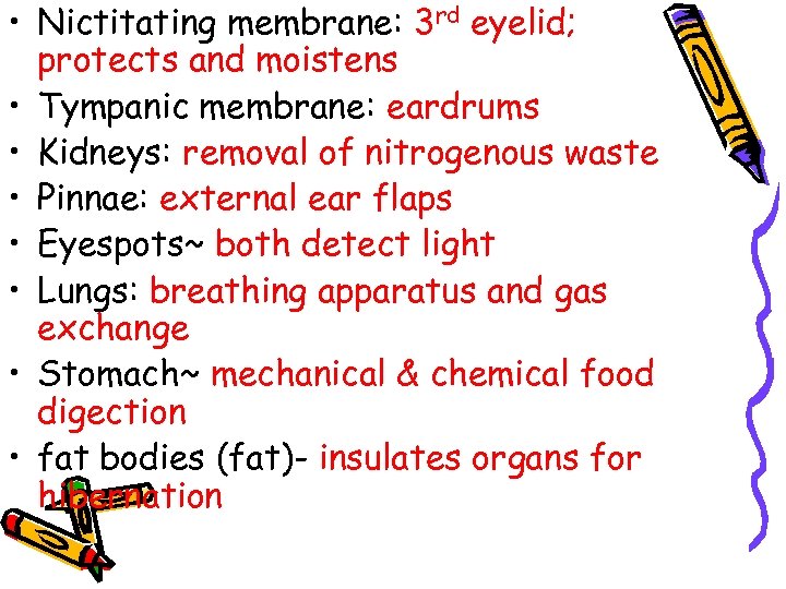  • Nictitating membrane: 3 rd eyelid; protects and moistens • Tympanic membrane: eardrums