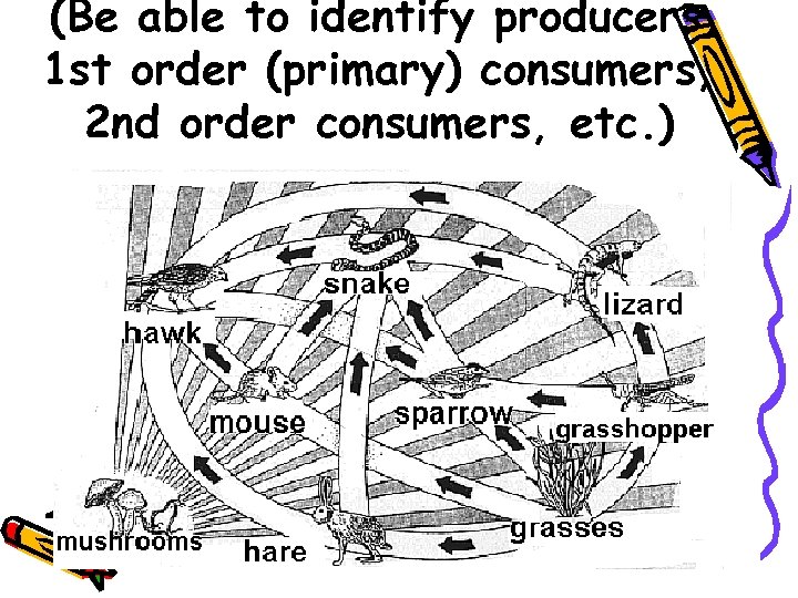 (Be able to identify producers, 1 st order (primary) consumers, 2 nd order consumers,