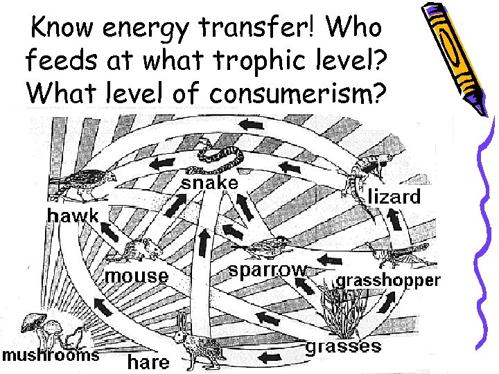 Know energy transfer! Who feeds at what trophic level? What level of consumerism? 
