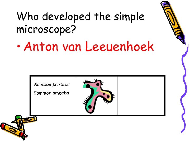 Who developed the simple microscope? • Anton van Leeuenhoek Amoeba proteus Common amoeba 