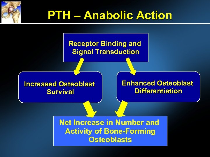 PTH – Anabolic Action Receptor Binding and Signal Transduction Increased Osteoblast Survival Enhanced Osteoblast