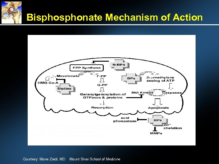 Bisphonate Mechanism of Action Courtesy: Mone Zaidi, MD Mount Sinai School of Medicine 