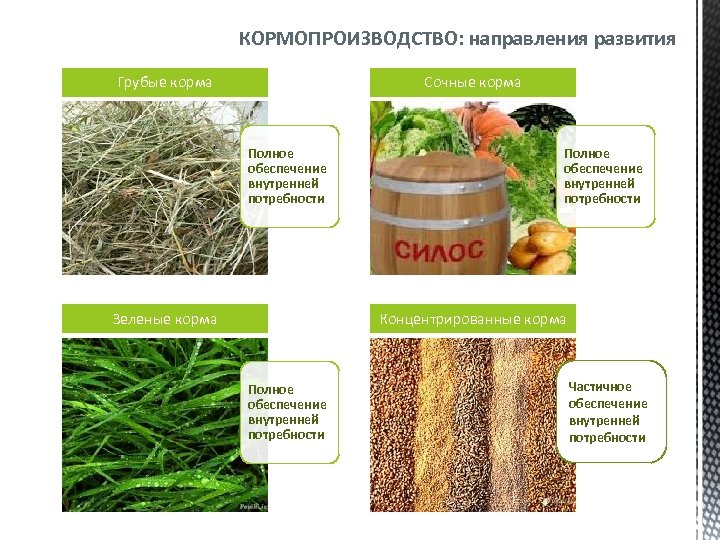 Корма это. Характеристика сочных кормов. Грубые сочные и концентрированные корма. Концентрированные растительные корма. Виды растительных кормов.