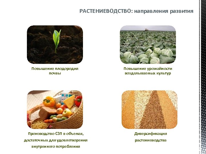 РАСТЕНИЕВОДСТВО: направления развития Повышение плодородия почвы Производство СЗП в объемах, достаточных для удовлетворения внутреннего