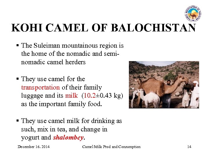 KOHI CAMEL OF BALOCHISTAN § The Suleiman mountainous region is the home of the