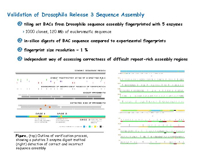 Validation of Drosophila Release 3 Sequence Assembly @ tiling set BACs from Drosophila sequence
