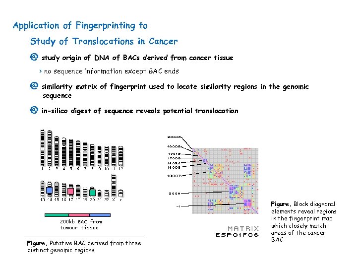 Application of Fingerprinting to Study of Translocations in Cancer @ study origin of DNA