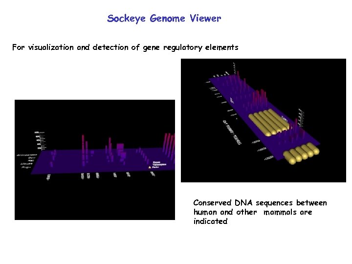 Sockeye Genome Viewer For visualization and detection of gene regulatory elements Conserved DNA sequences