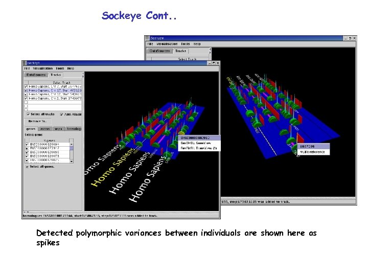 Sockeye Cont. . Detected polymorphic variances between individuals are shown here as spikes 