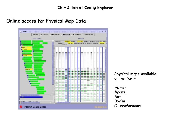 i. CE – Internet Contig Explorer Online access for Physical Map Data Physical maps