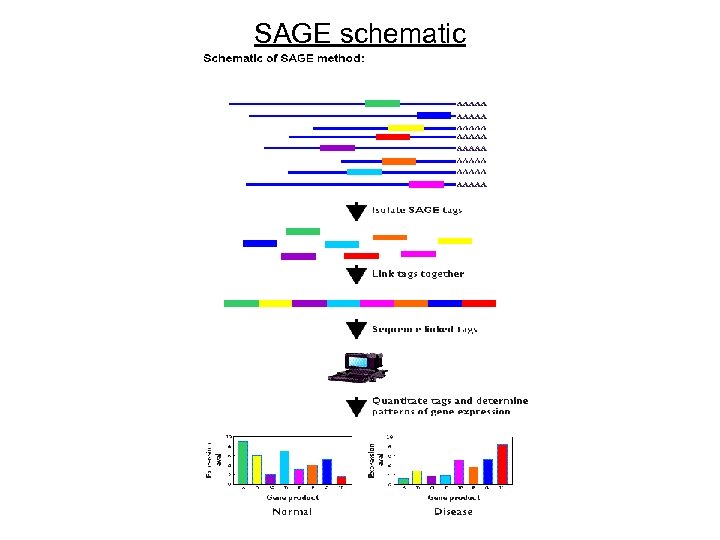 SAGE schematic 