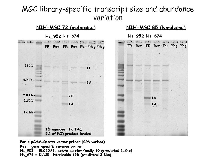 MGC library-specific transcript size and abundance variation NIH-MGC 72 (melanoma) Hs_952 Hs_674 FR Rev