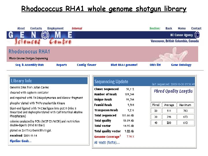 Rhodococcus RHA 1 whole genome shotgun library 