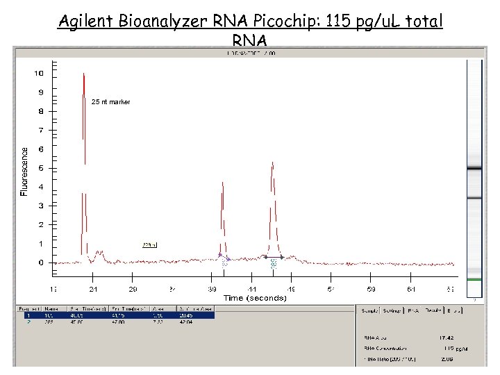 Agilent Bioanalyzer RNA Picochip: 115 pg/u. L total RNA 25 nt marker 