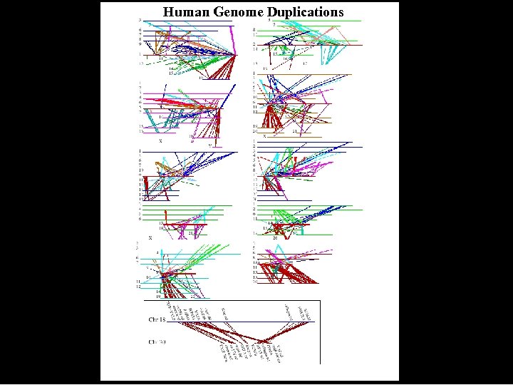 Human Genome Duplications 