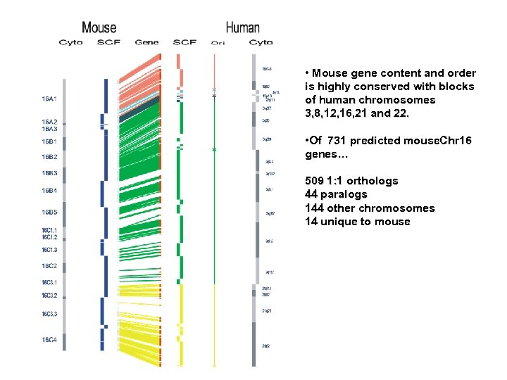  • Mouse gene content and order is highly conserved with blocks of human