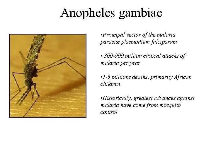 Anopheles gambiae • Principal vector of the malaria parasite plasmodium falciparum • 300 -900