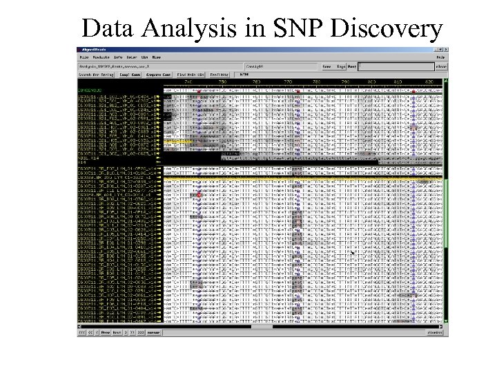 Data Analysis in SNP Discovery 