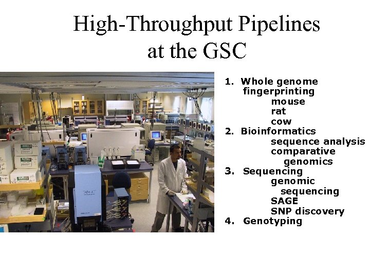 High-Throughput Pipelines at the GSC 1. Whole genome fingerprinting mouse rat cow 2. Bioinformatics