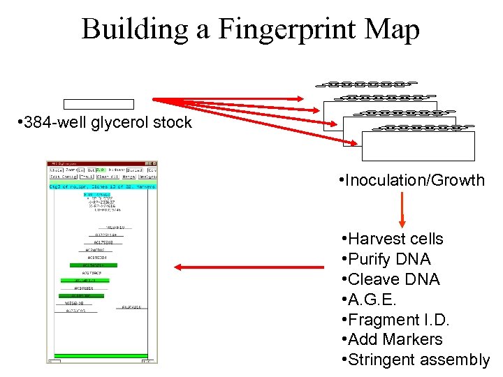 Building a Fingerprint Map • 384 -well glycerol stock • Inoculation/Growth • Harvest cells