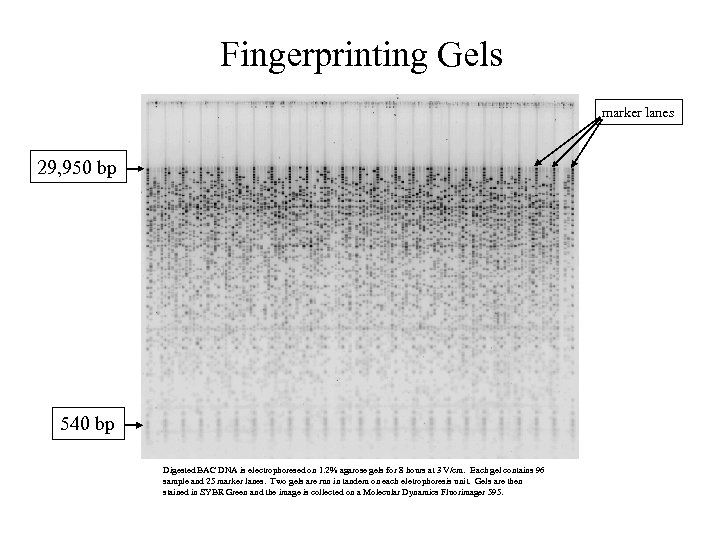 Fingerprinting Gels marker lanes 29, 950 bp 540 bp Digested BAC DNA is electrophoresed